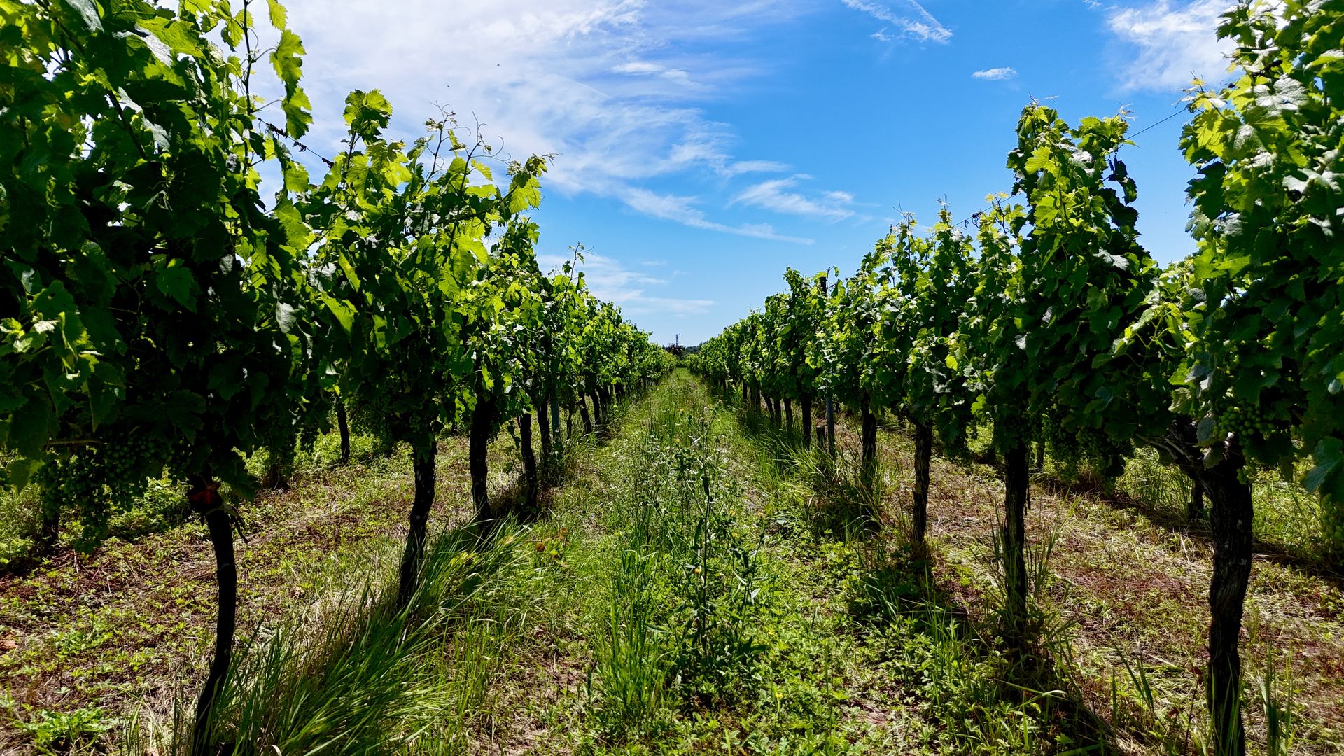 Summer vines and living ground cover at Château Shuette