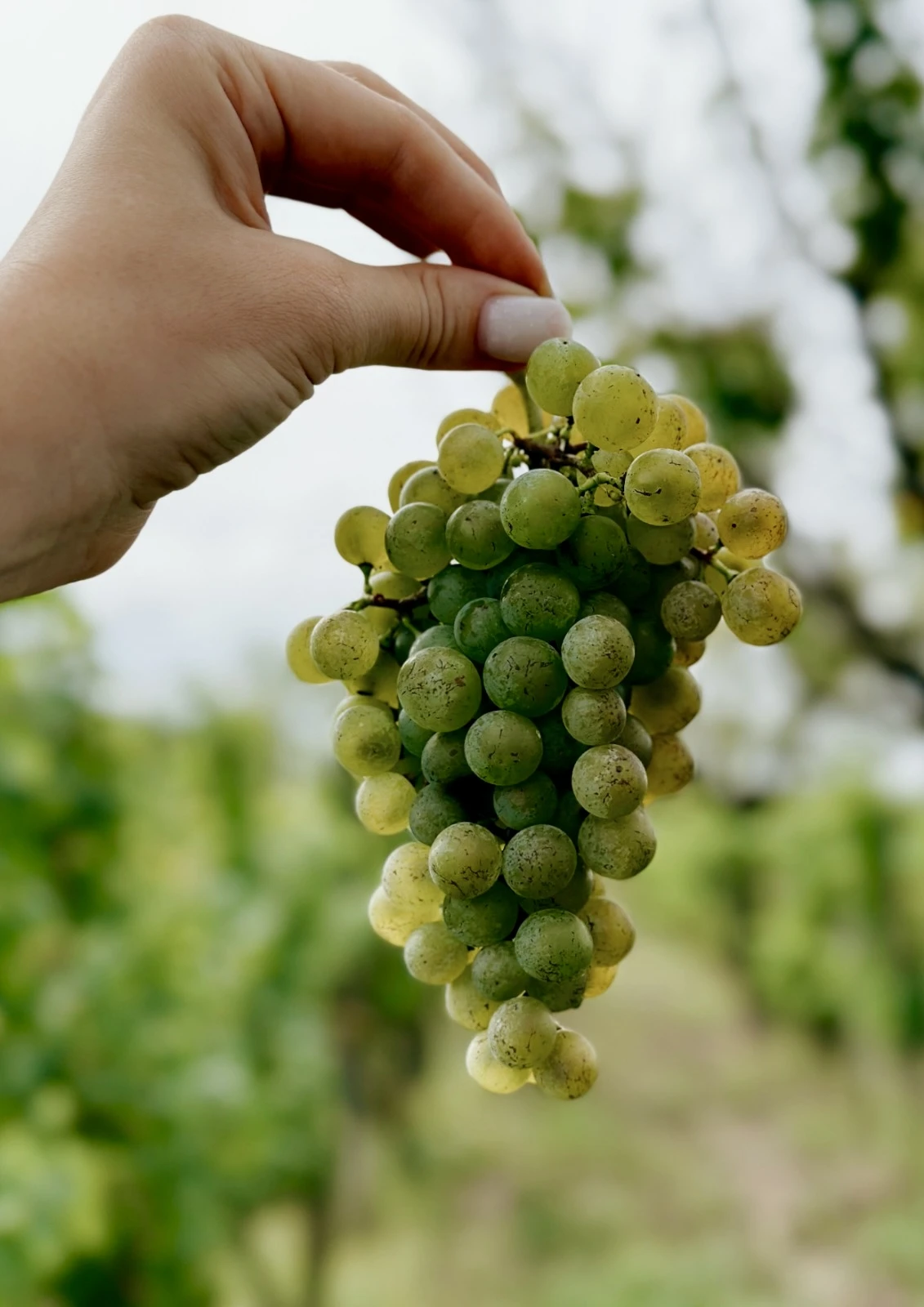 A hand examining a bunch of white grapes at Shuette