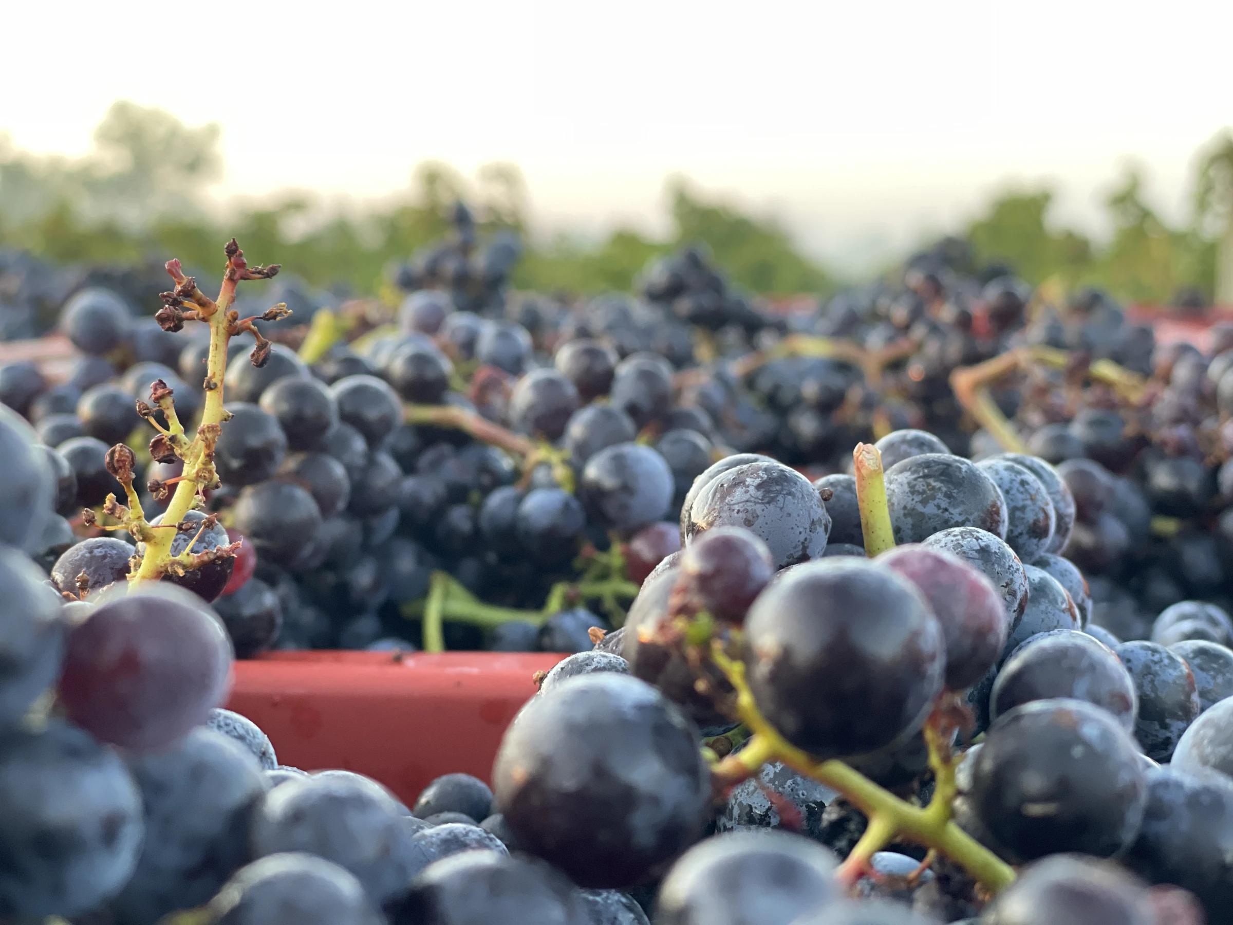 Raisins rouges fraîchement récoltés