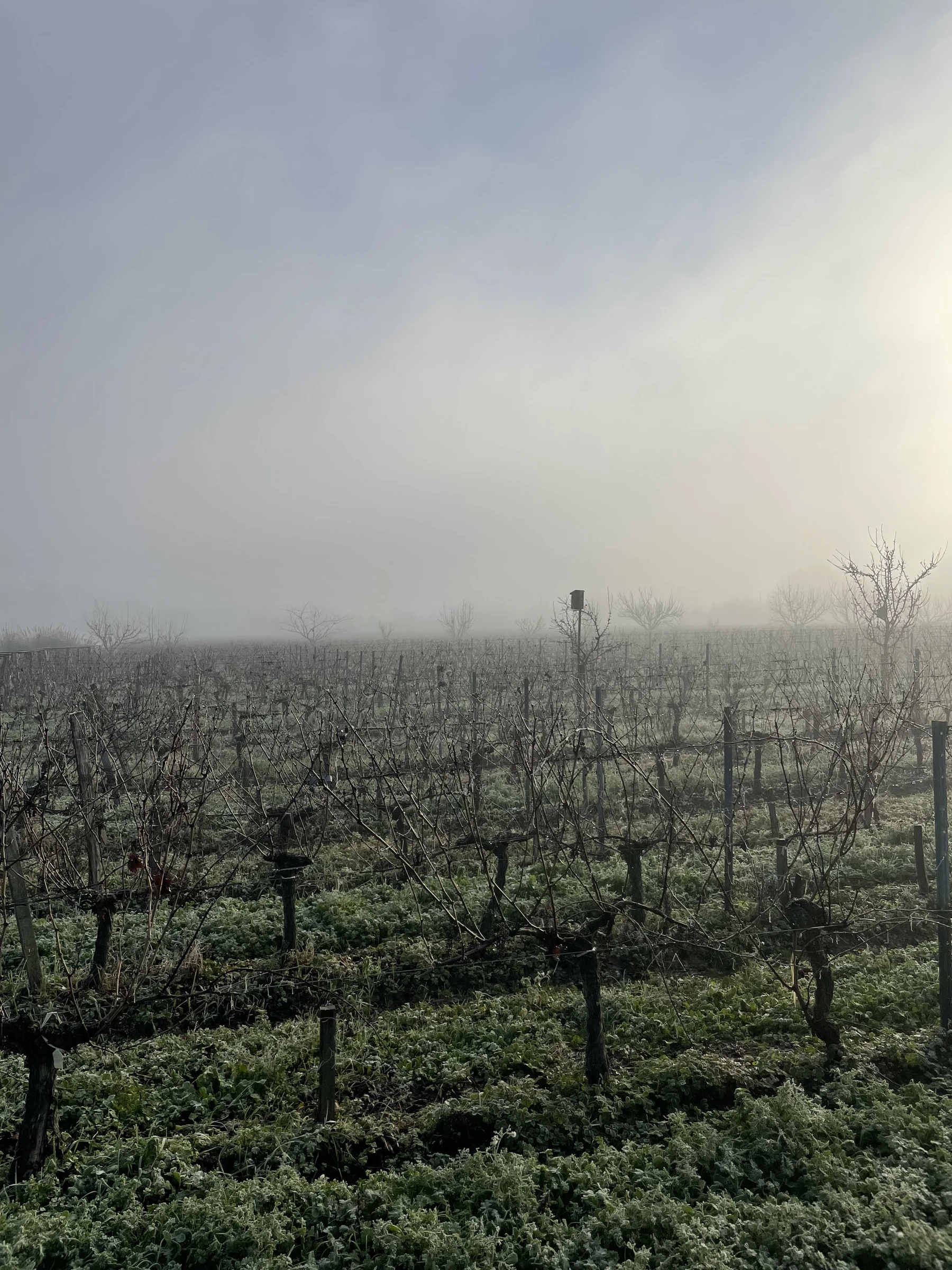 Morning mist across the old vines