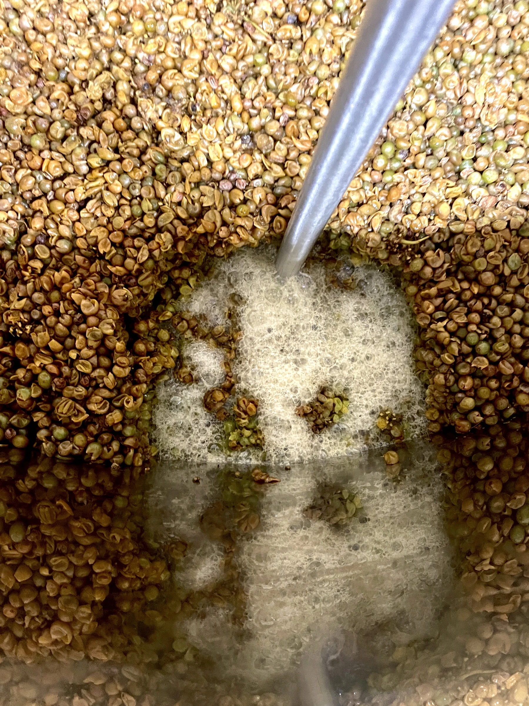White grapes fermenting in the cellar