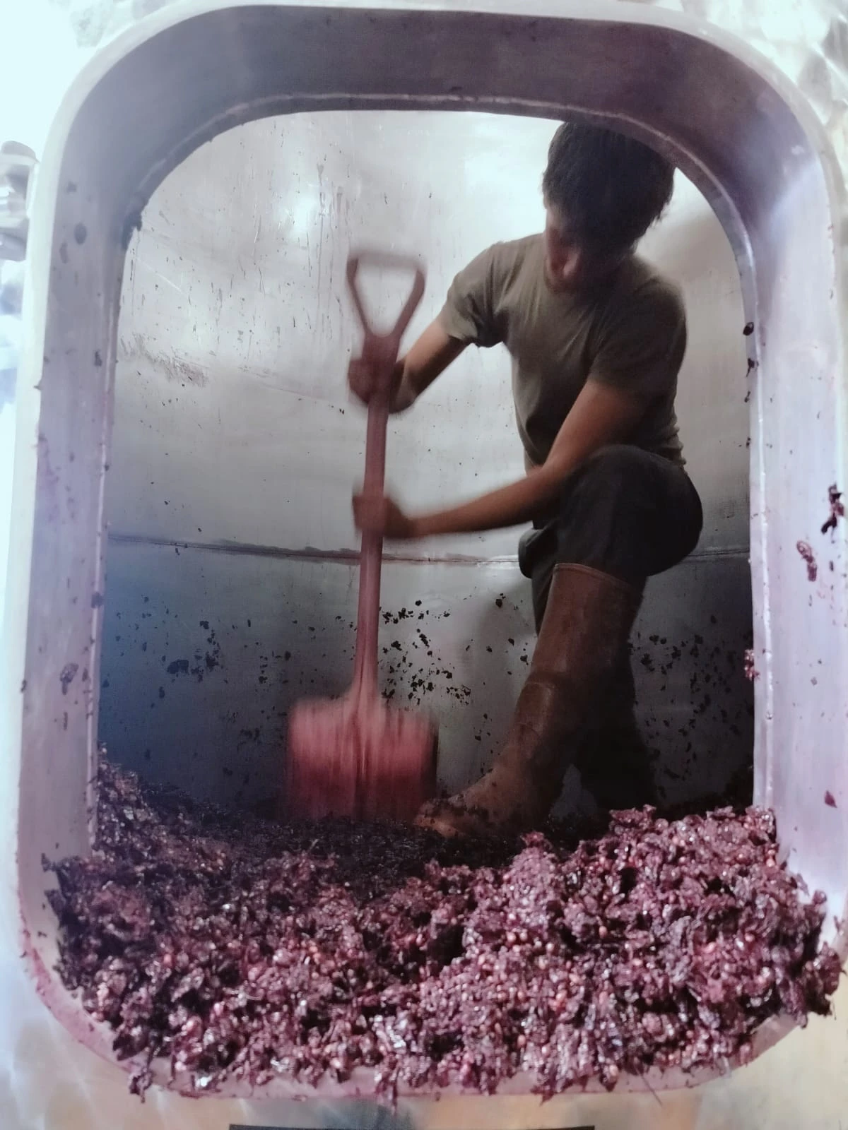Cellar worker removing grape skins from a fermentation tank by hand