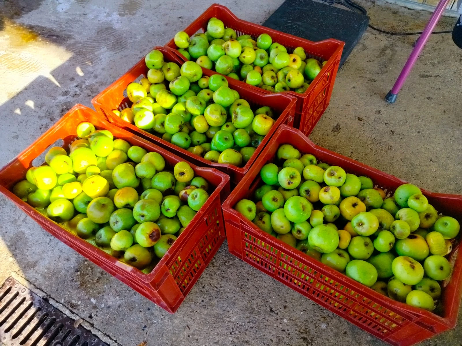 Crates of orchard fruit