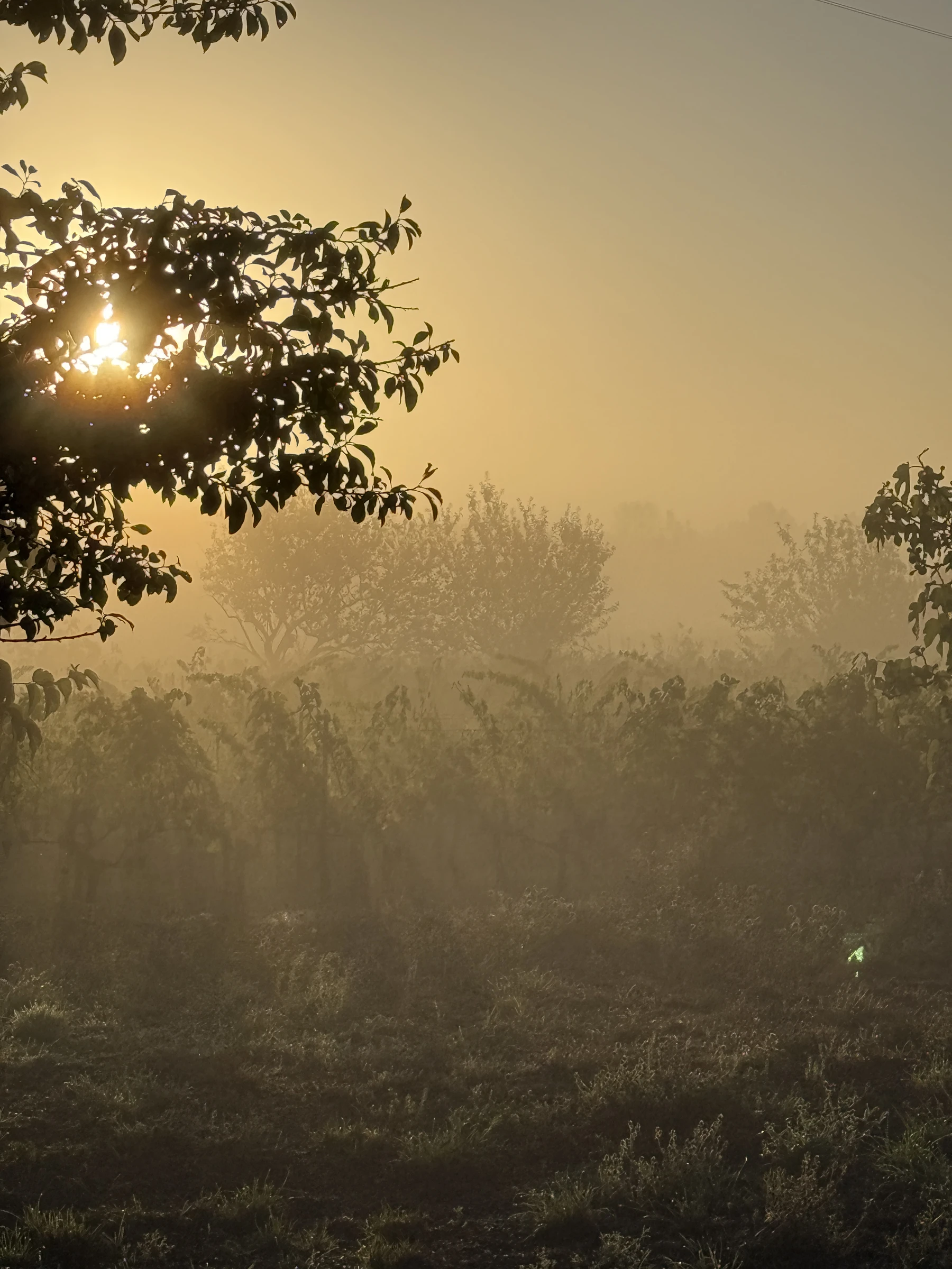 Early sunlight through the orchard