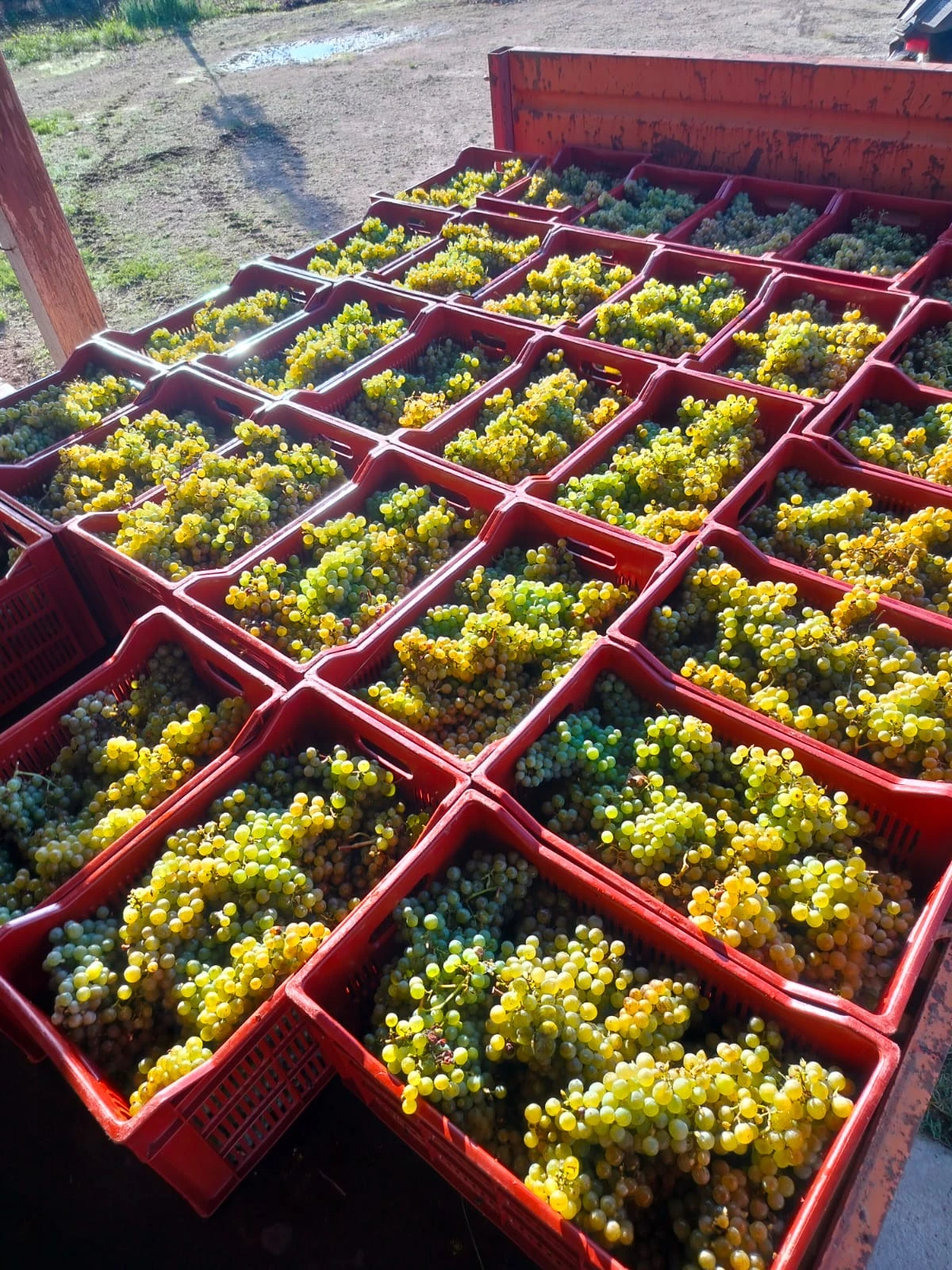 Hand-picked white grapes in harvest crates