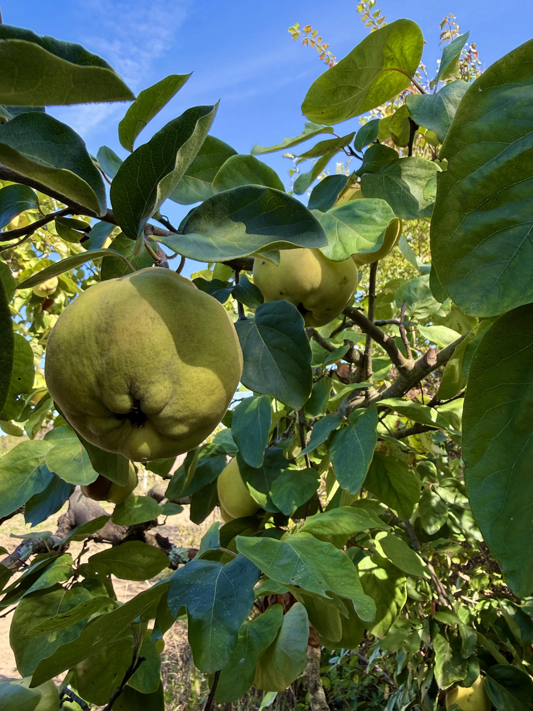 Quince growing in the orchard