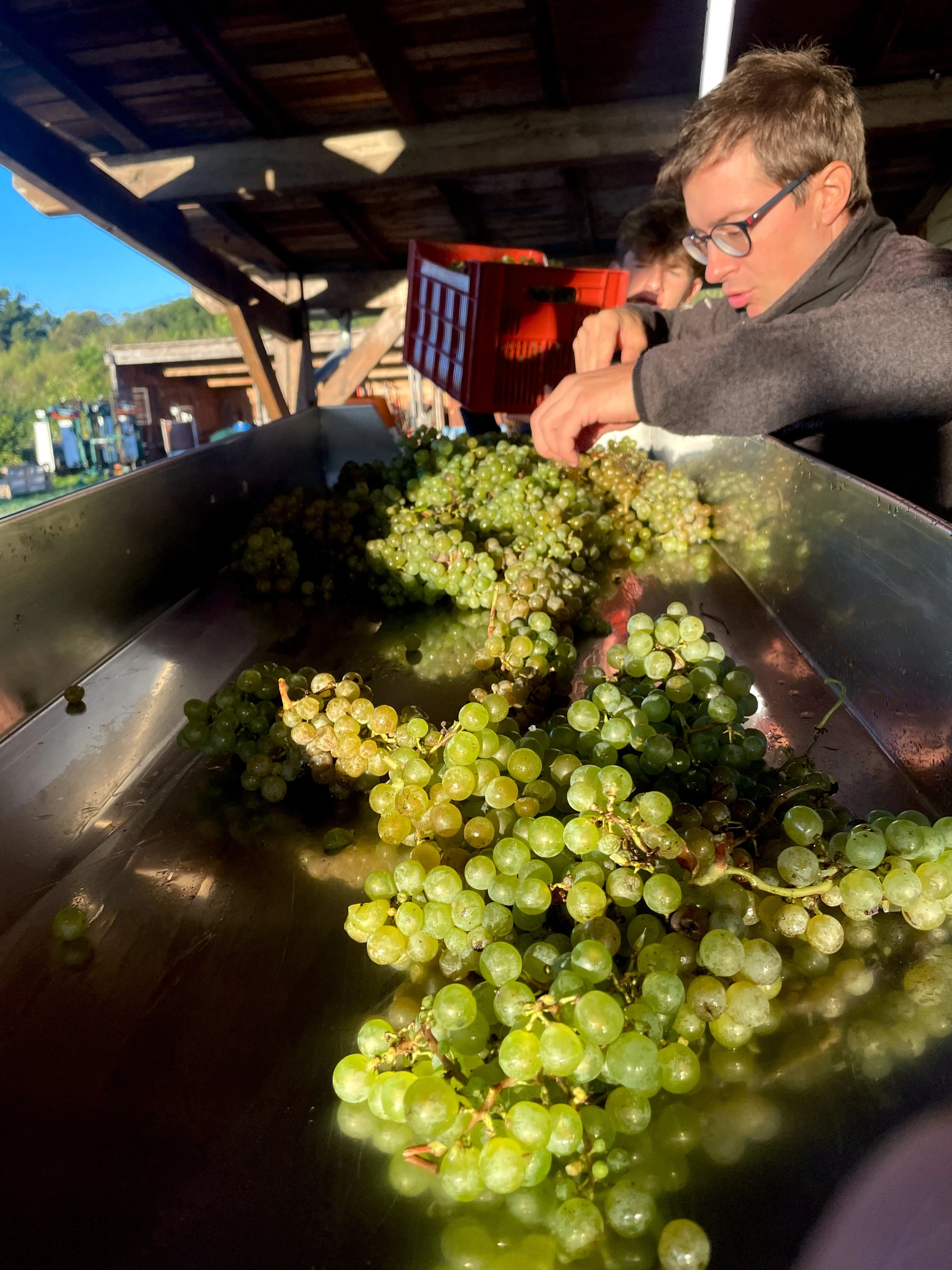 Two people sorting white grape bunches by hand at Shuette