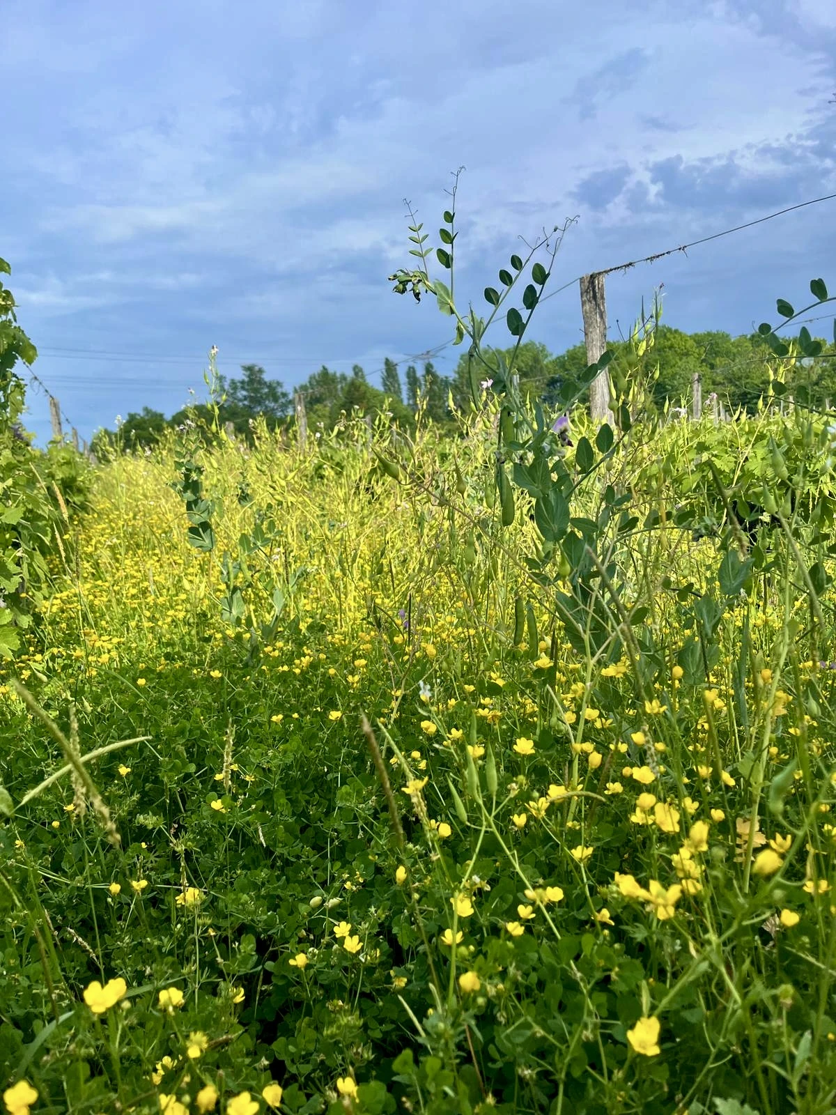 Wildflowers growing between the vines