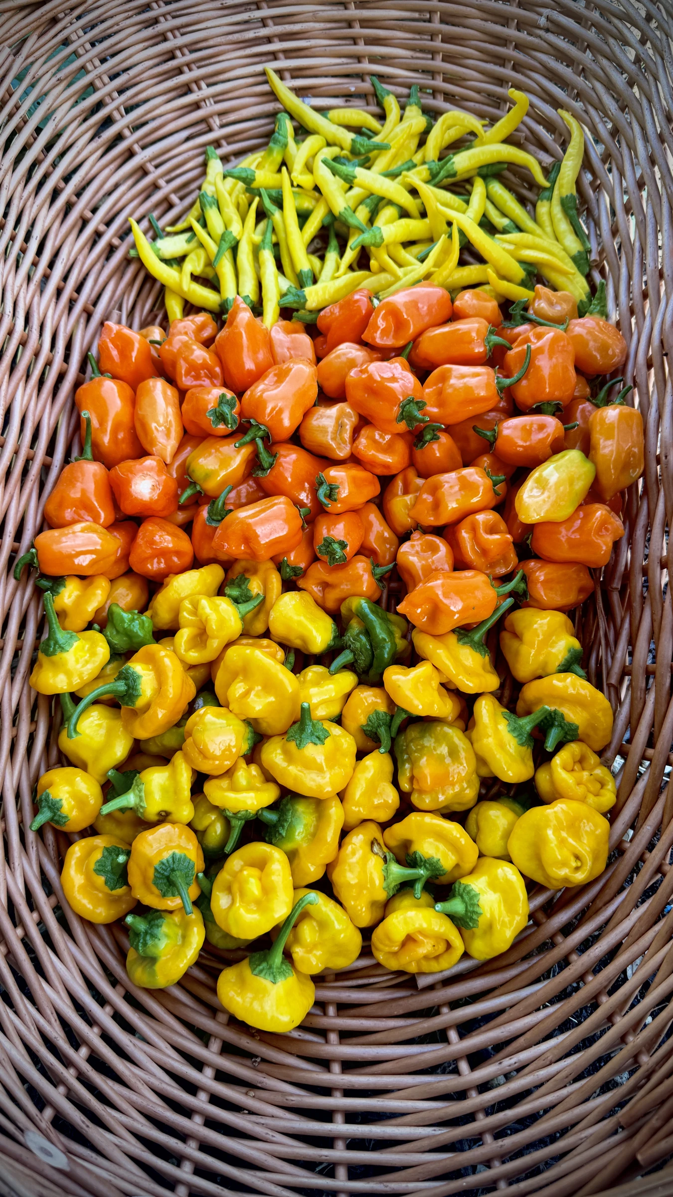Fresh garden harvest