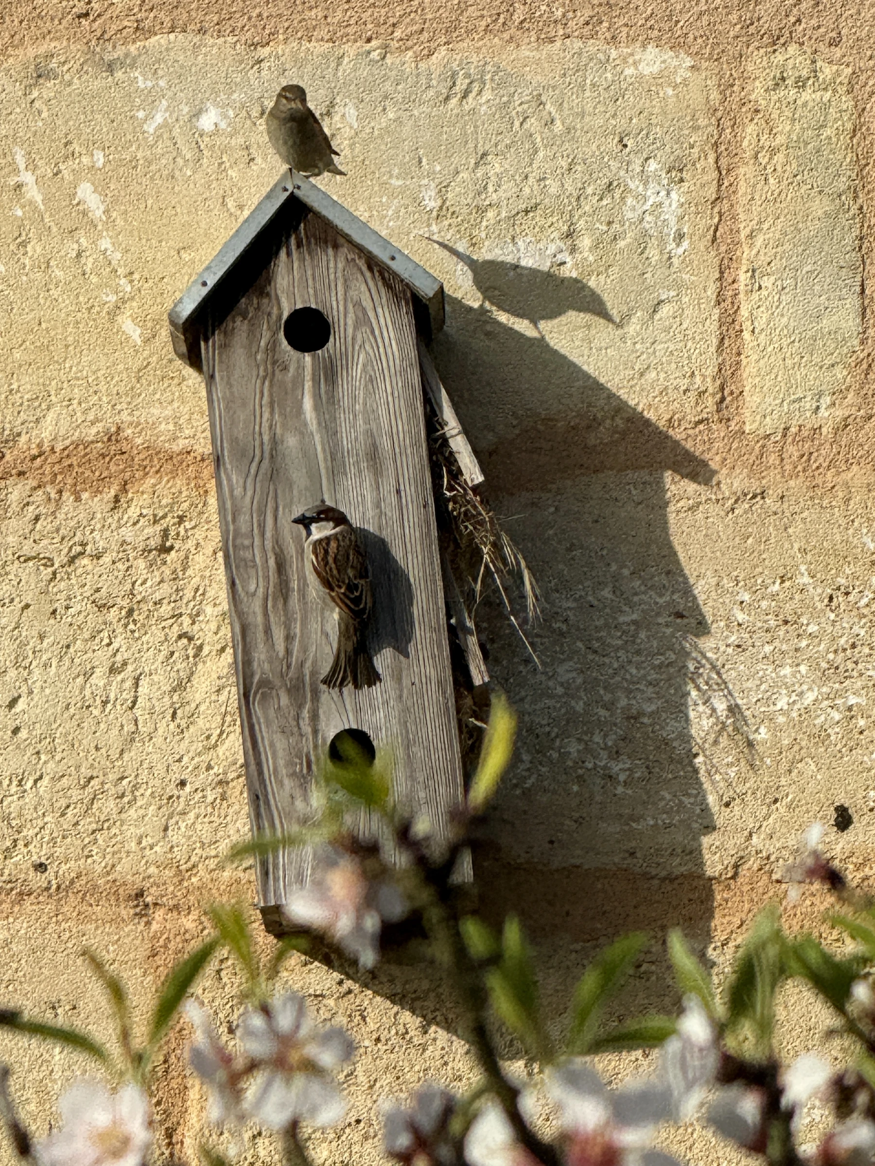 A bird box among the vines