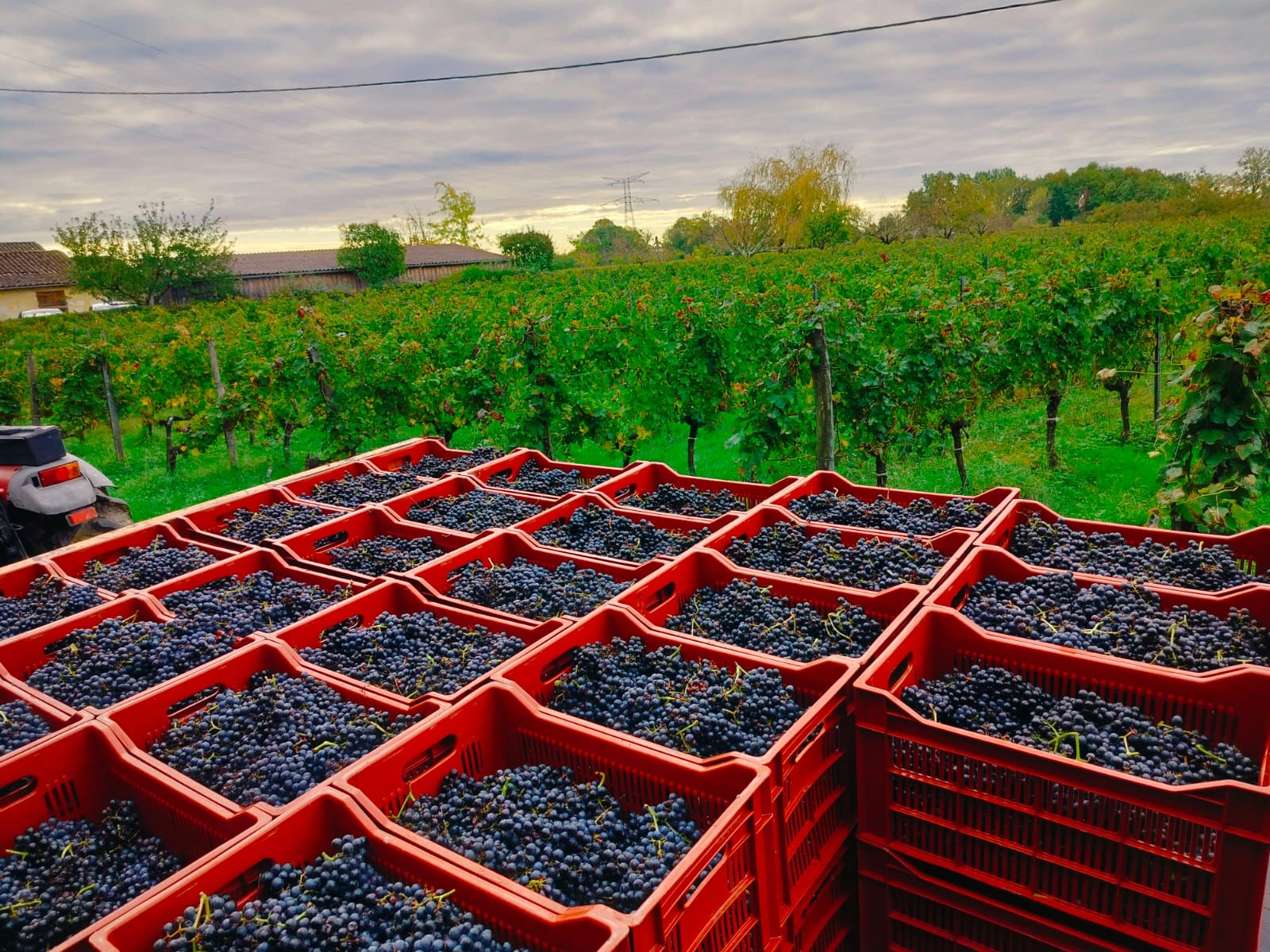 Harvest crates in the vineyard