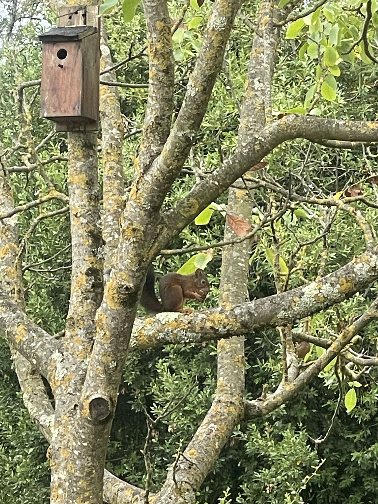 A squirrel beside a bird box in a tree at Shuette