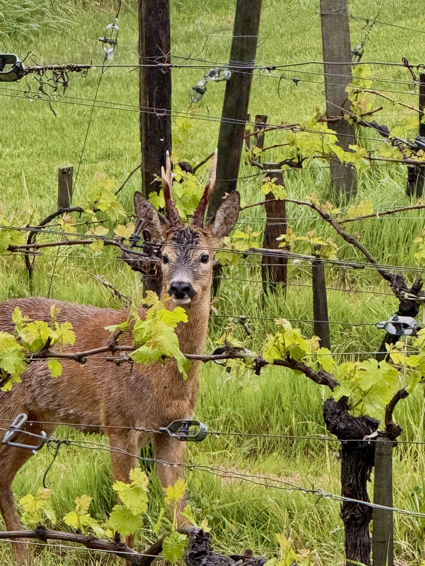 A roe deer among the vines at Shuette