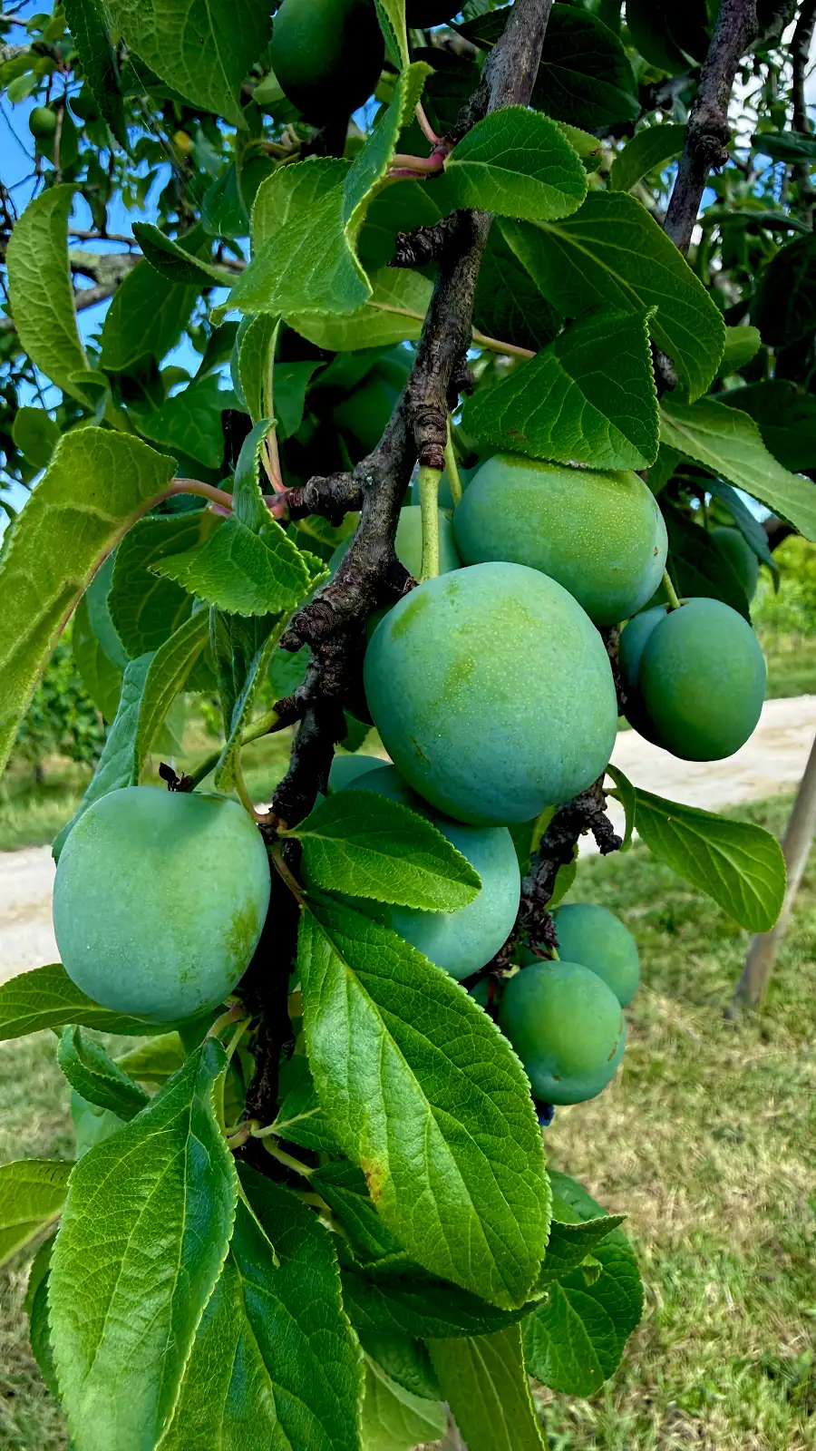 Green plums growing at Shuette