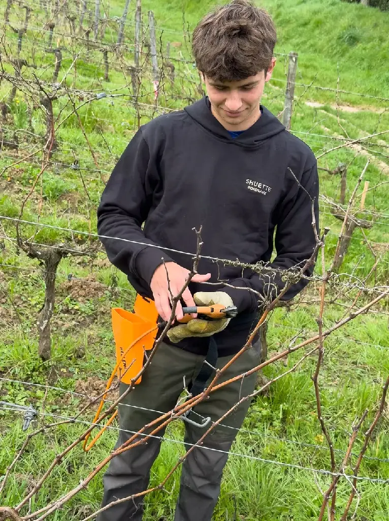 Black Shuette hoodie worn while pruning vines