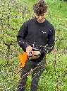 Black Shuette hoodie worn while pruning vines